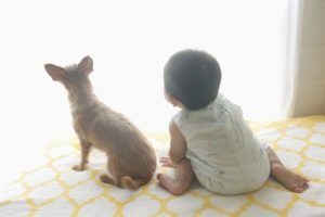 犬と赤ちゃん